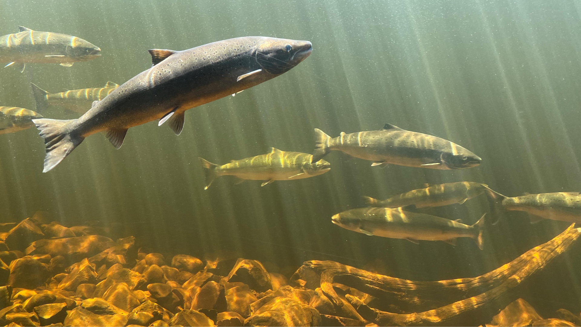 Gerombolan salmon di dalam danau