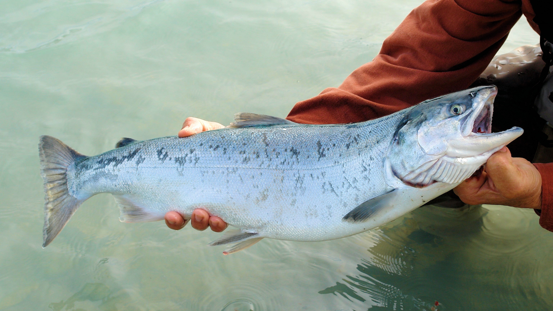 Menangkap Salmon
