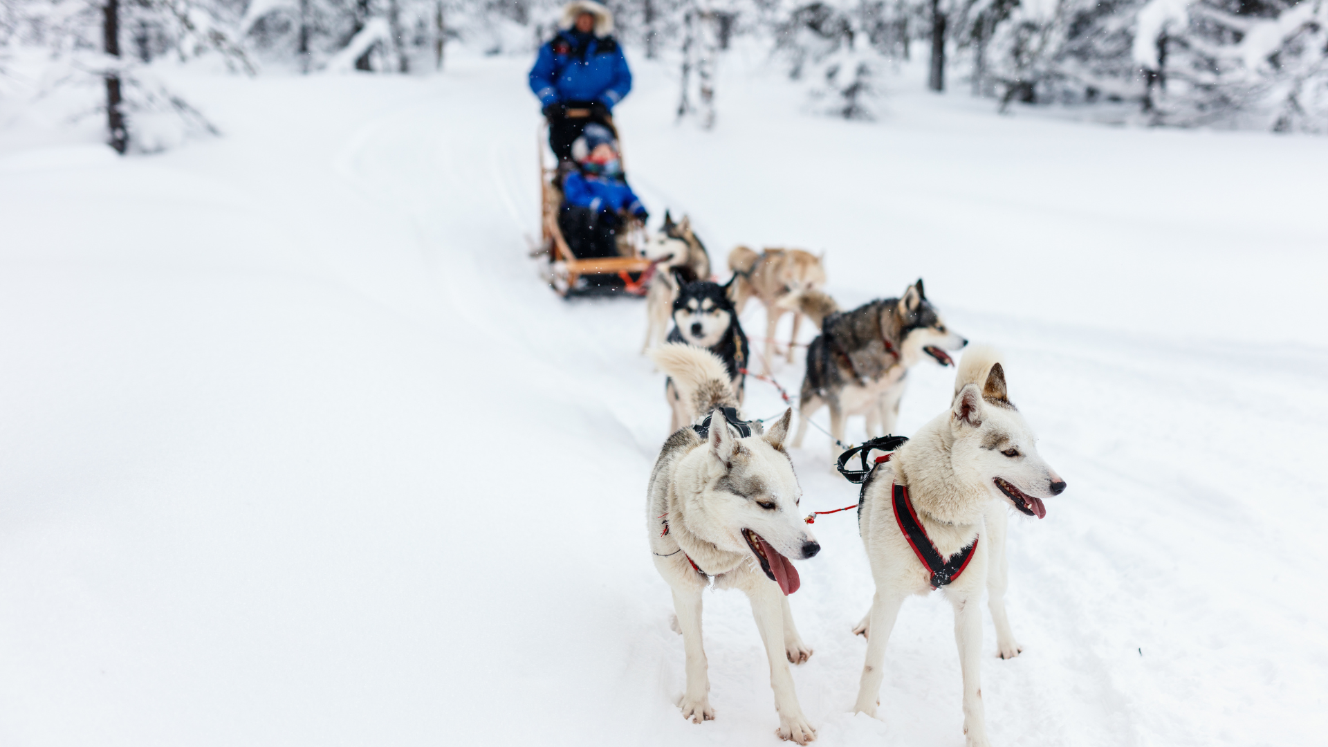 Naik anjing di Finlandia