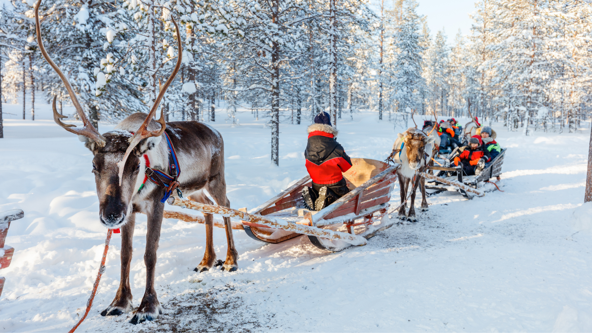 Naik rusa kutub di Finland