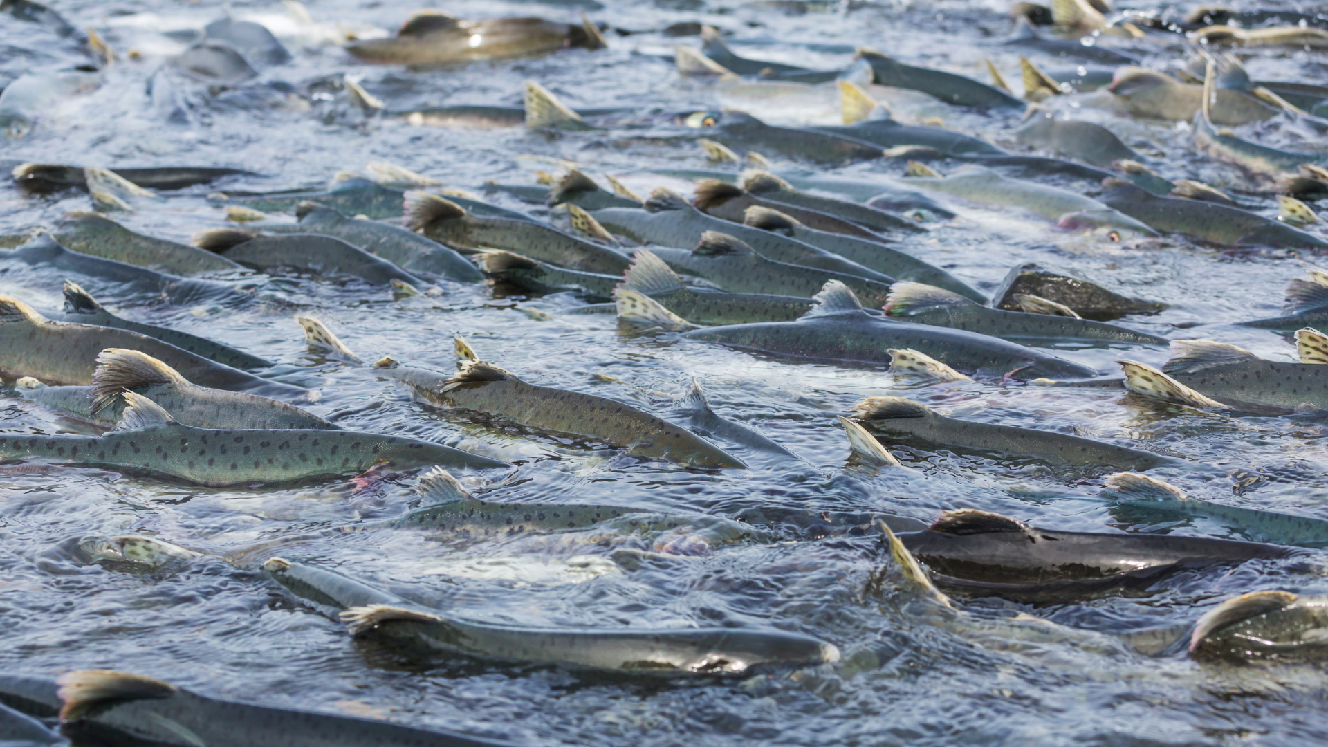Schools of Salmon