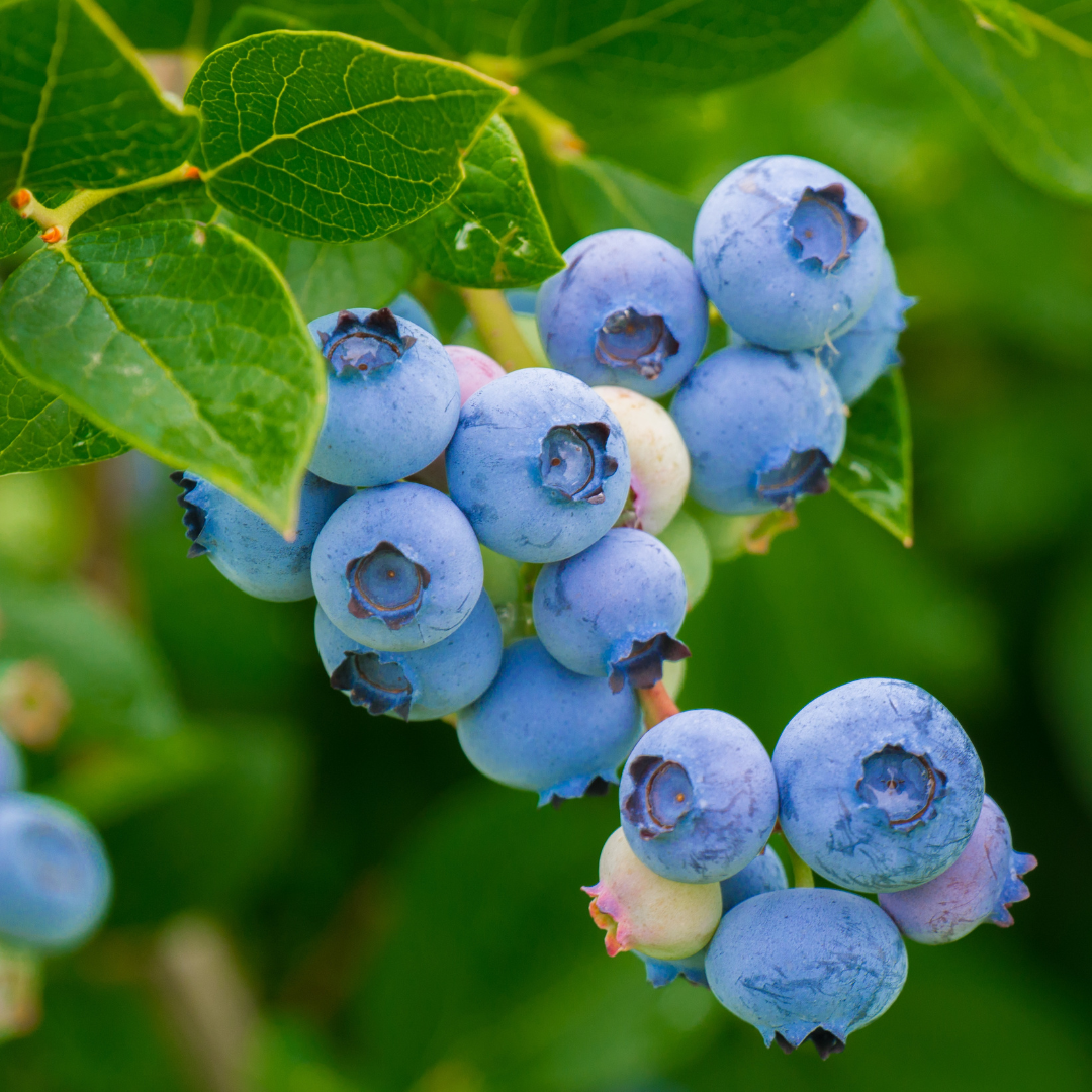 Wild Blueberry Finland