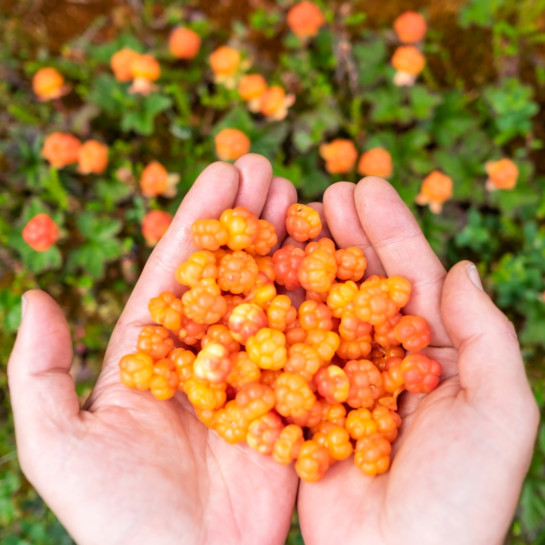 Wild Cloudberry Finland