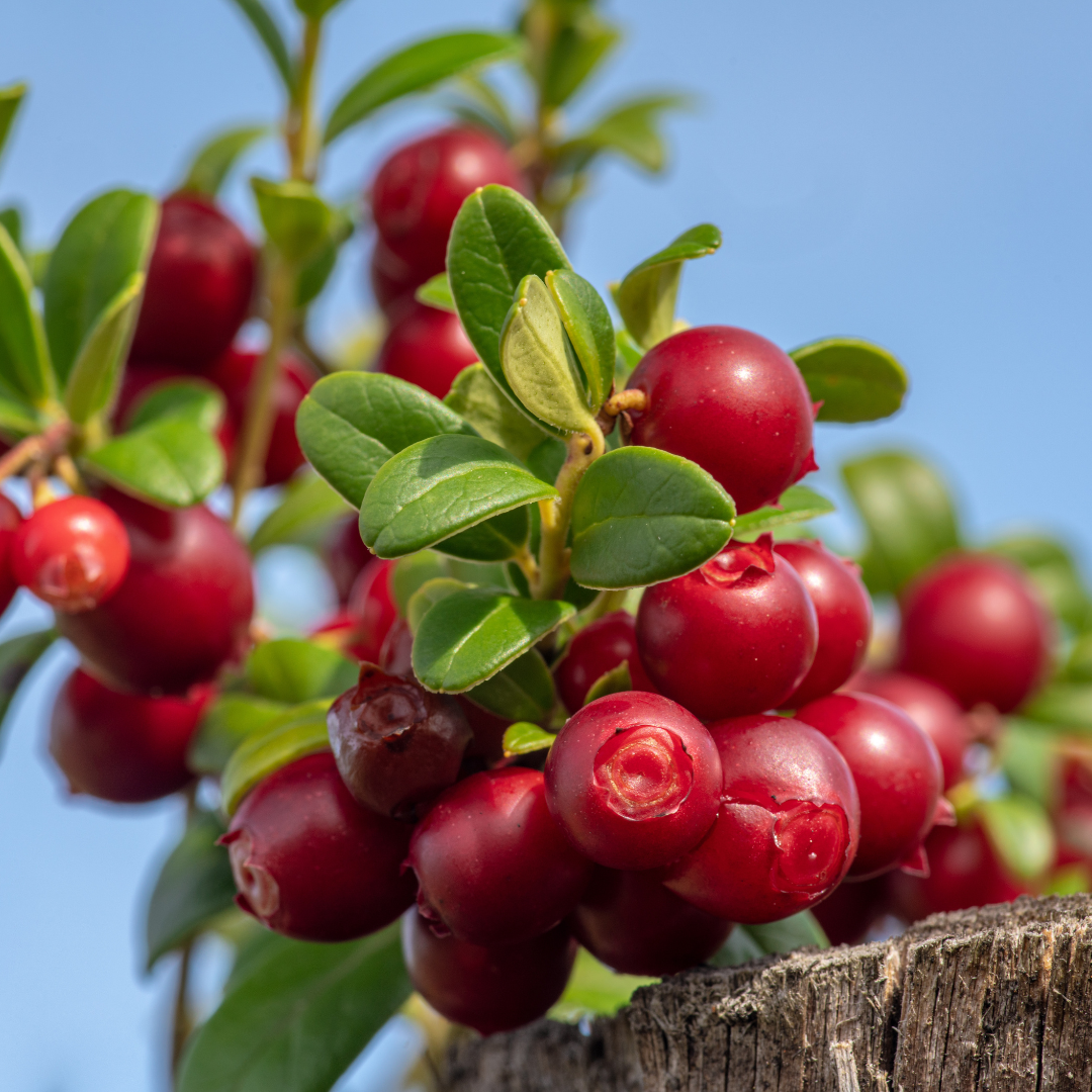 Wild Lingonberry Finland