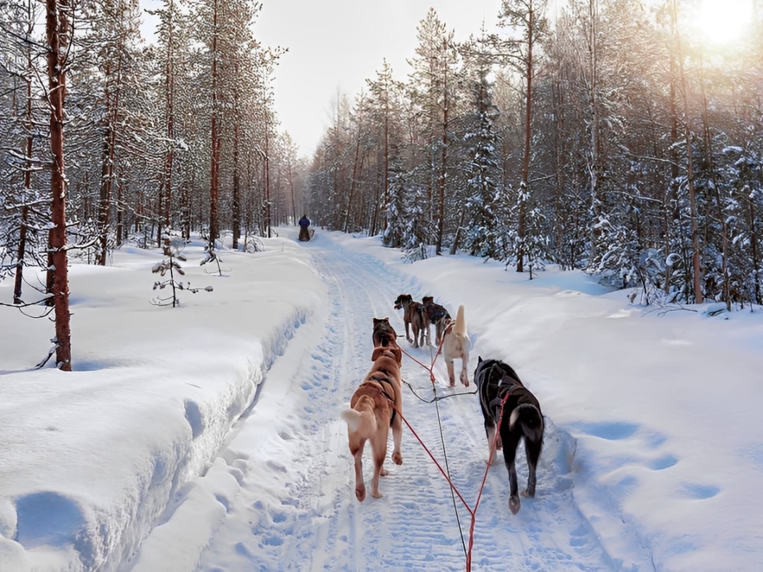 Husky Sledding