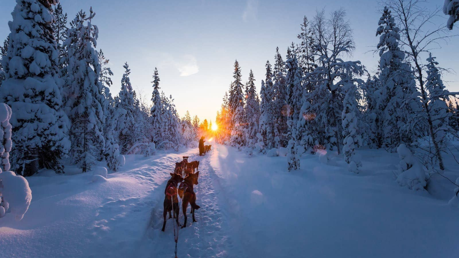 Husky Sledding di Tengah Hutan Bersalu