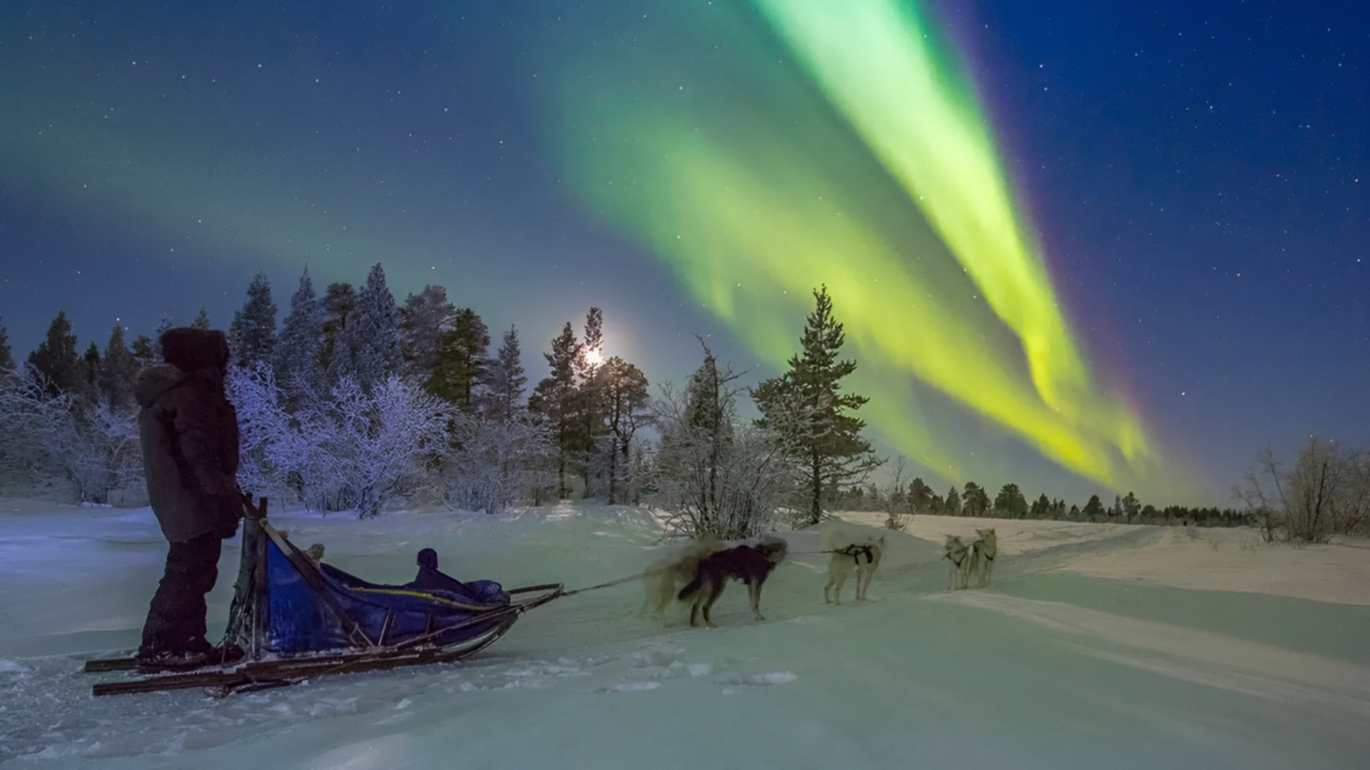 Naik kereta yang ditarik anjing di bawah selimut Aurora Borealis, rasanya seperti di negeri dongeng
