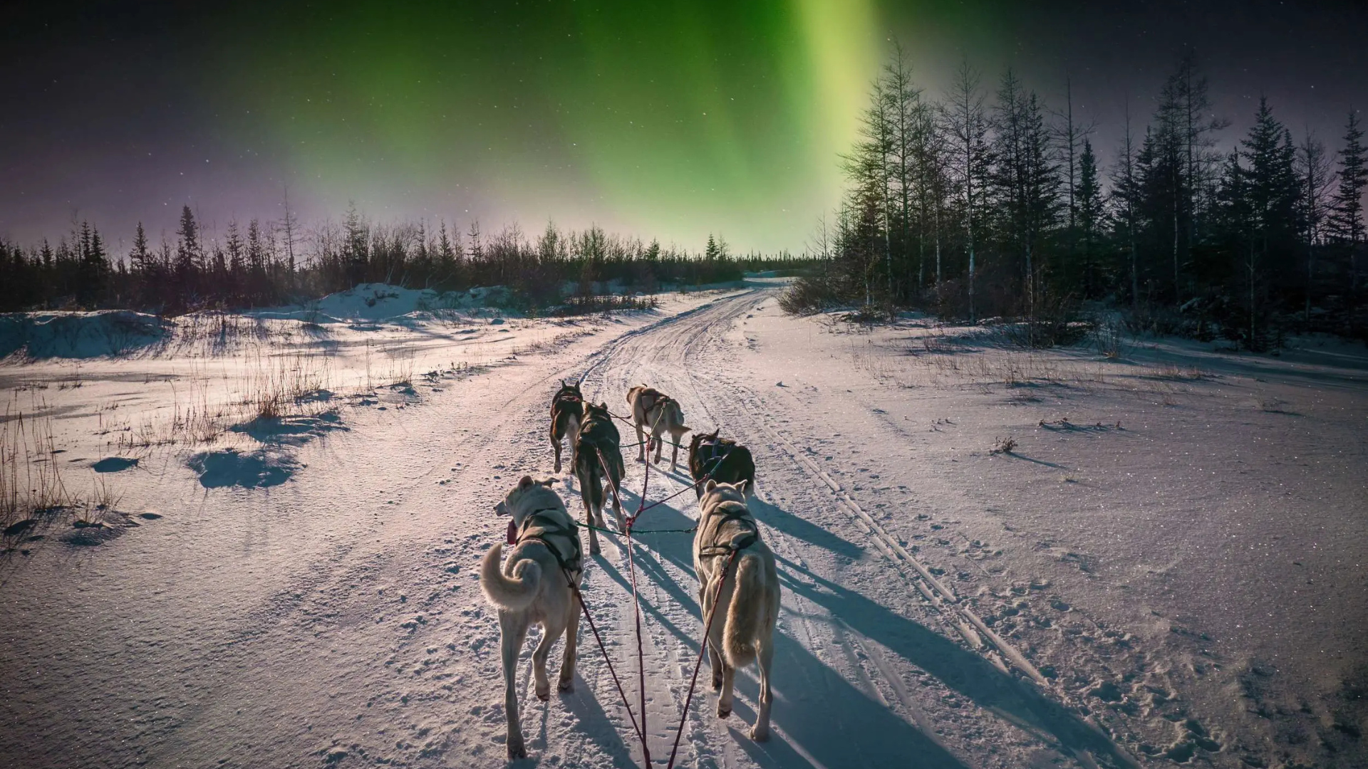 Husky Sledding di bawah Aurora Borealis 