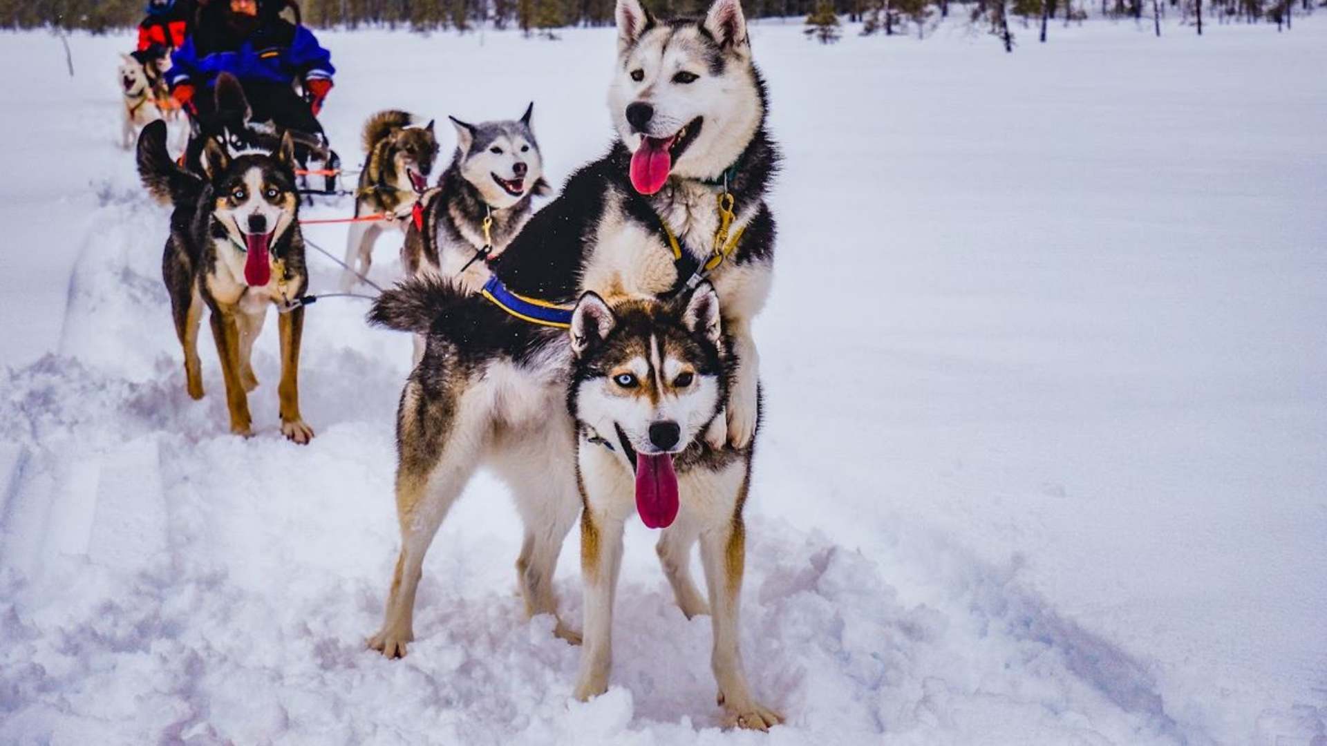 Anjing Husky
