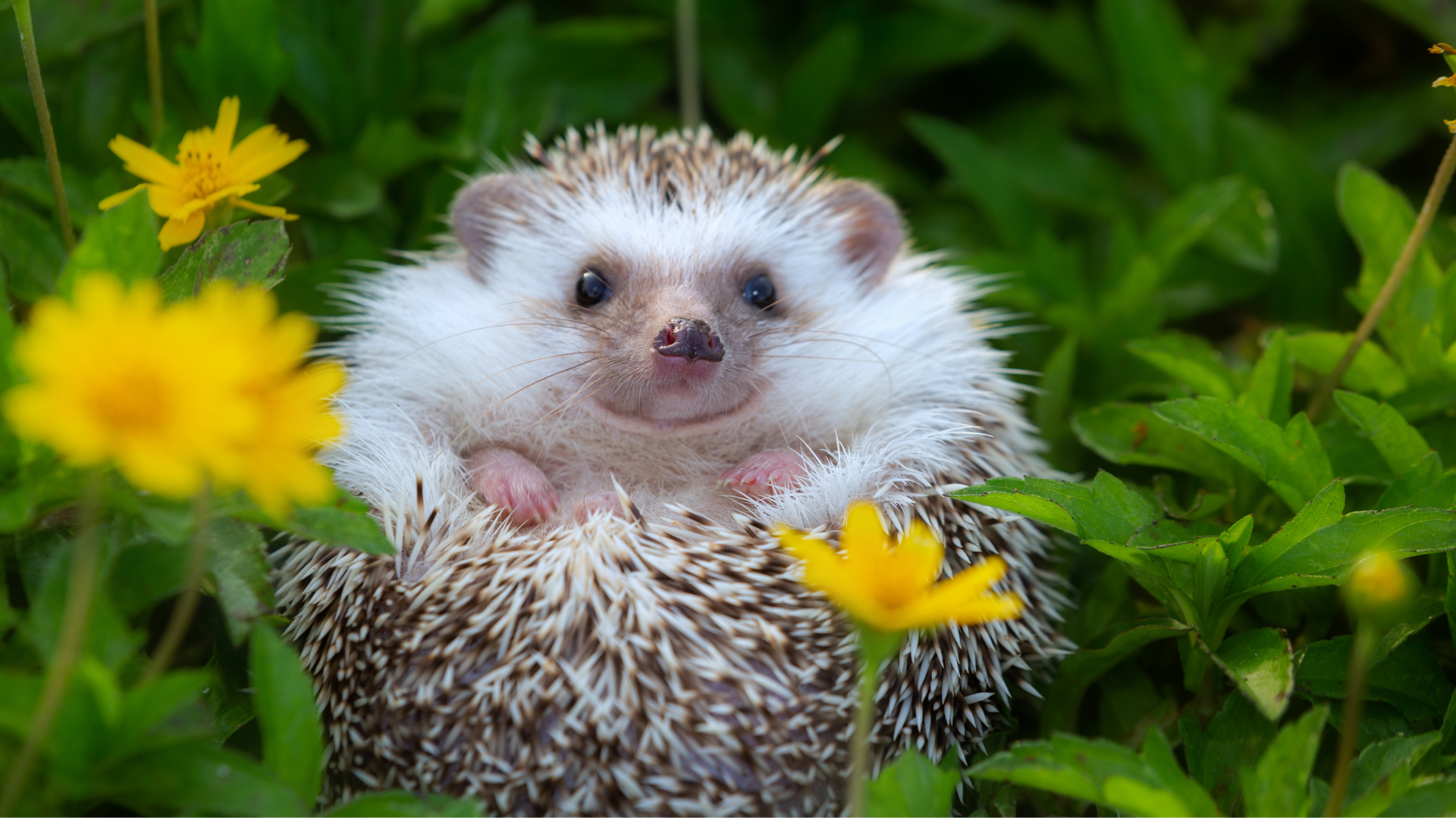 Hibernasi hewan di Finlandia