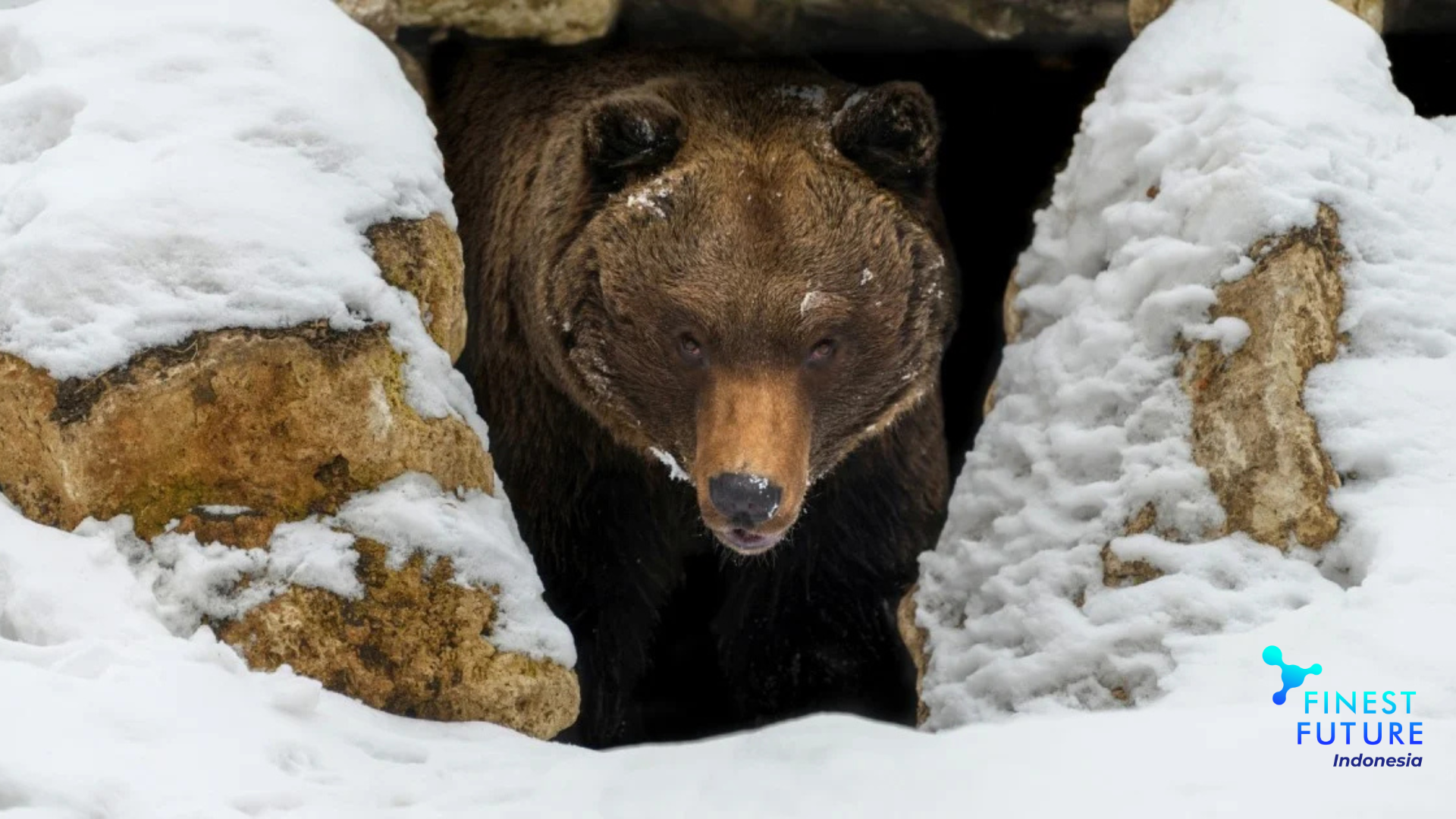 Hibernasi Hewan di Finlandia