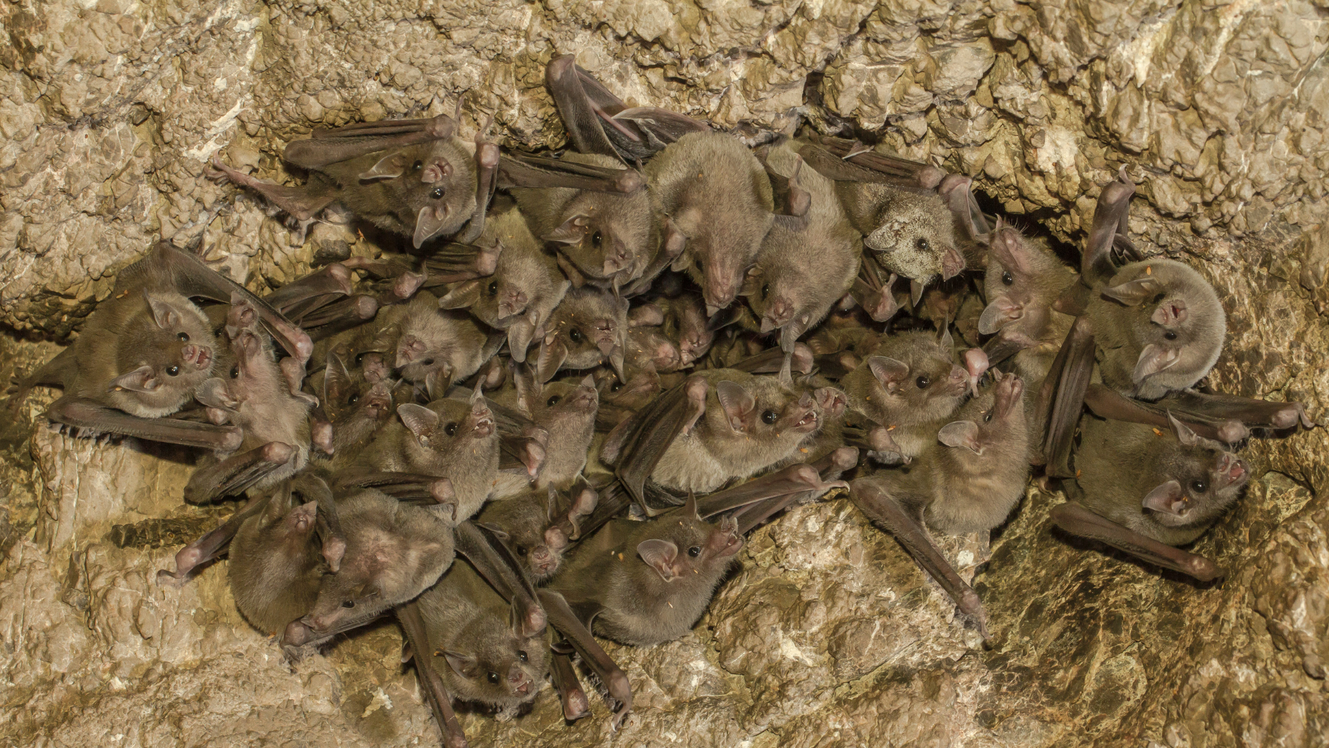 Hibernation in Finland