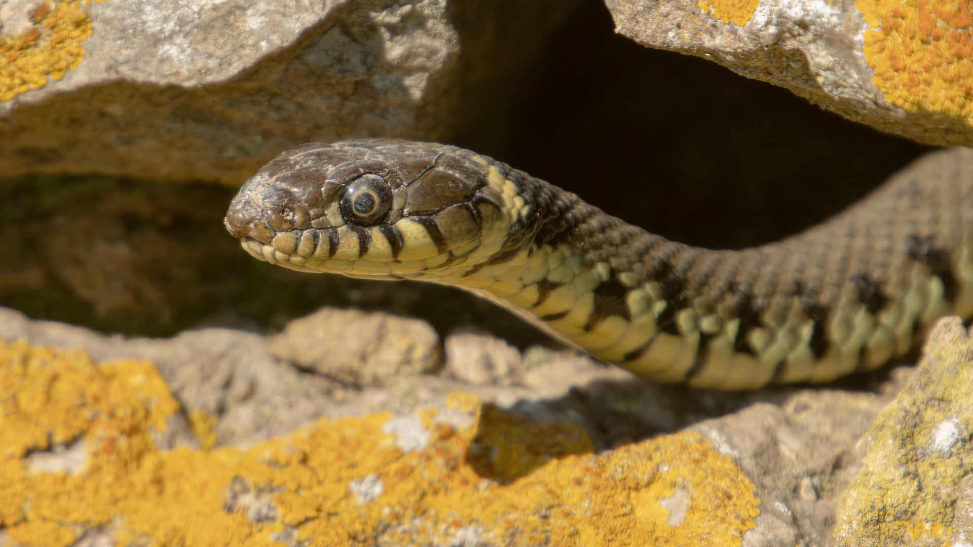 Snake Hibernation in Finland
