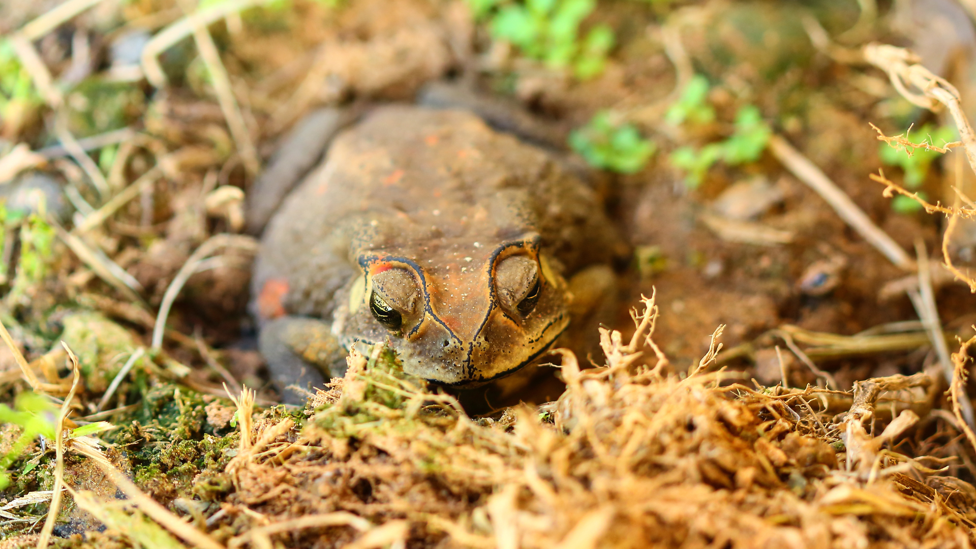 Frog Hibernation in Finland