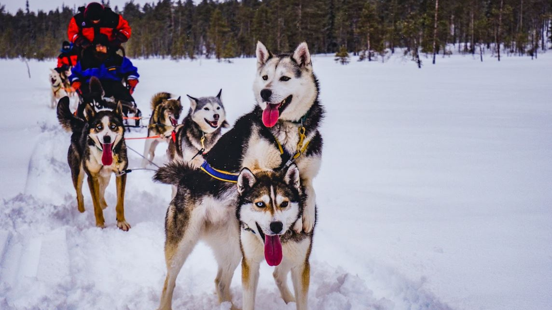 Shiberian Husky Hibernasi hewan di Finlandia
