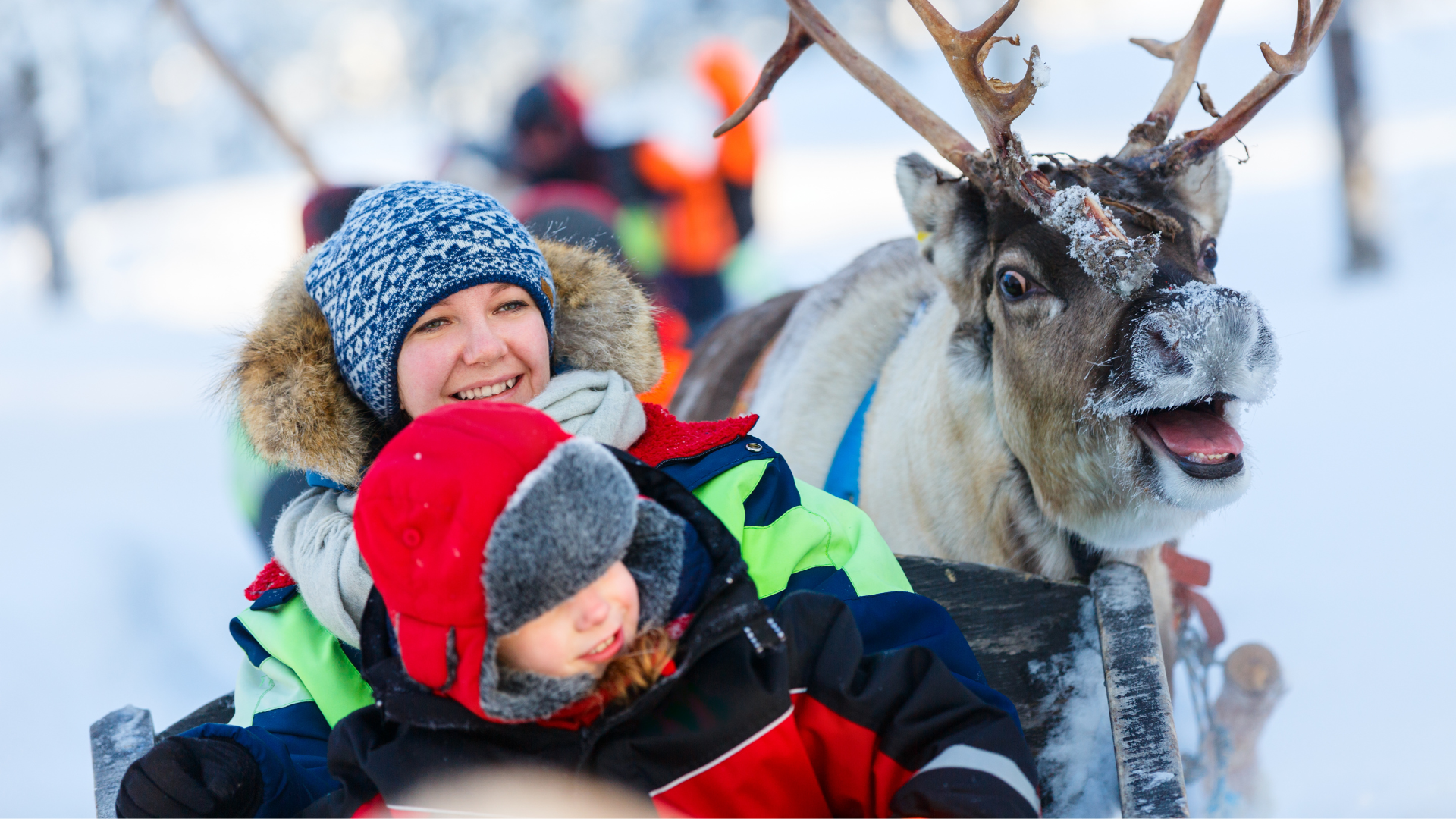 Reindeer Hibernation in Finland