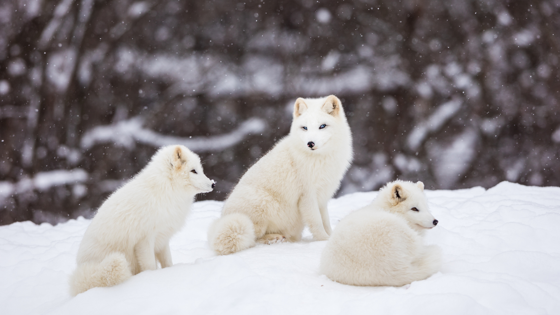 Arctic Fox Hibernation in Finland